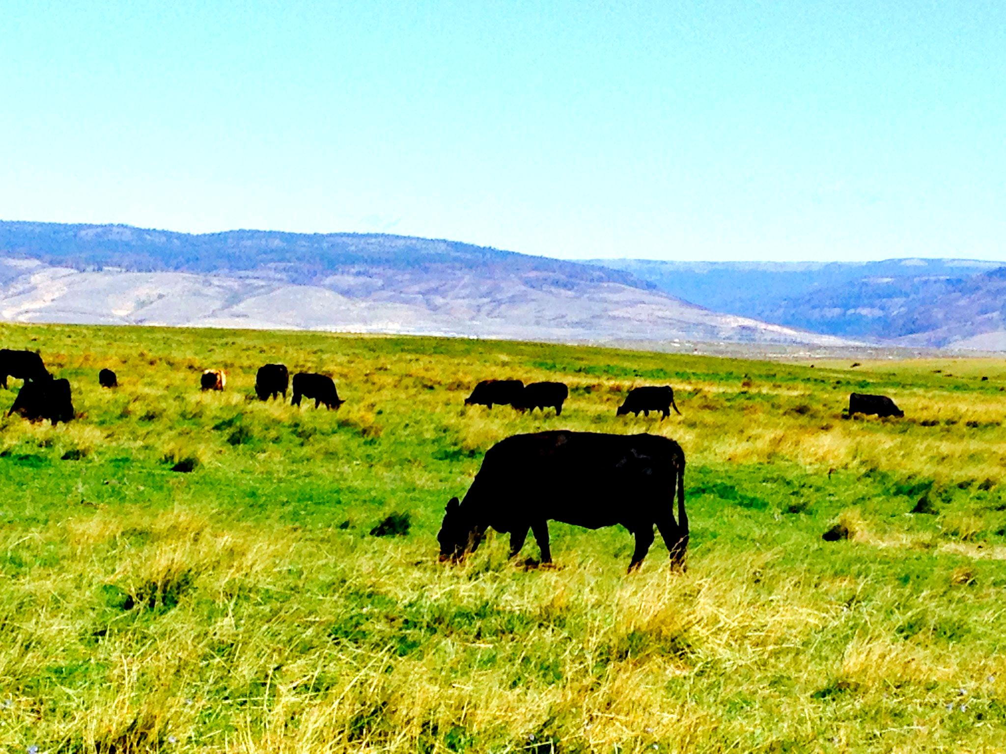 Midvale Angus cattle grazing