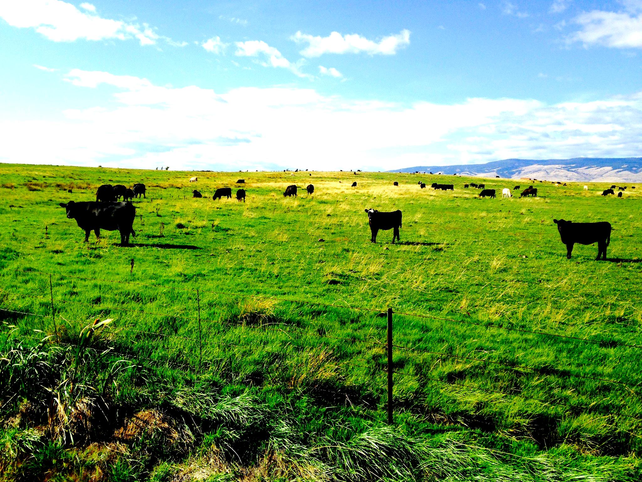 Midvale cattle on lush pasture